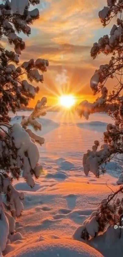 Snowy trees framing a glowing sunset sky.