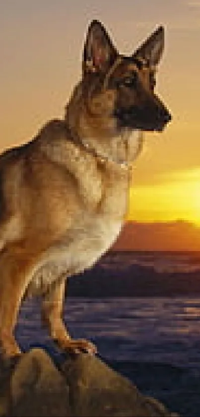 German Shepherd on rocky shore at sunset over the ocean, evoking peace and beauty.