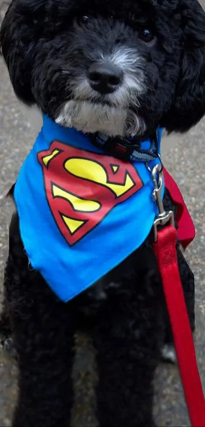 Cute dog with vibrant blue superhero bandana on a leash.