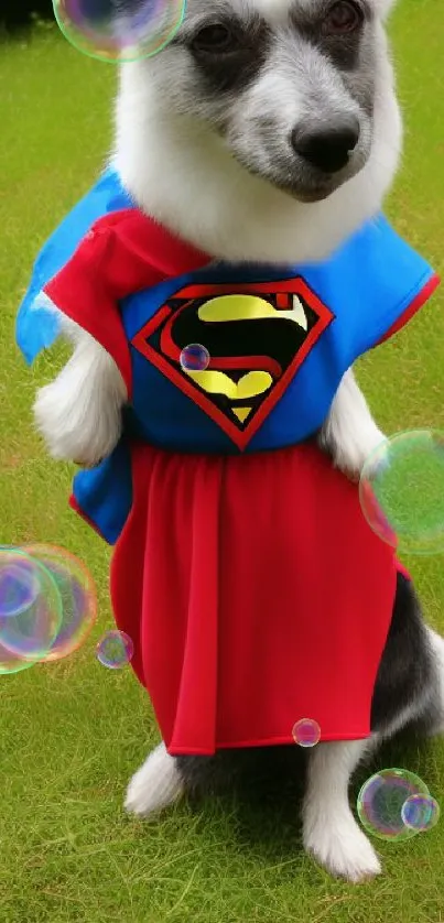 Adorable dog in superhero costume standing on lush green grass.