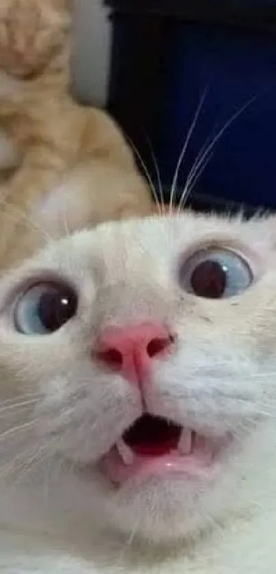 Funny surprised cat with wide eyes and open mouth