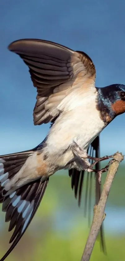 Swallow bird flying with blue sky background on mobile wallpaper.