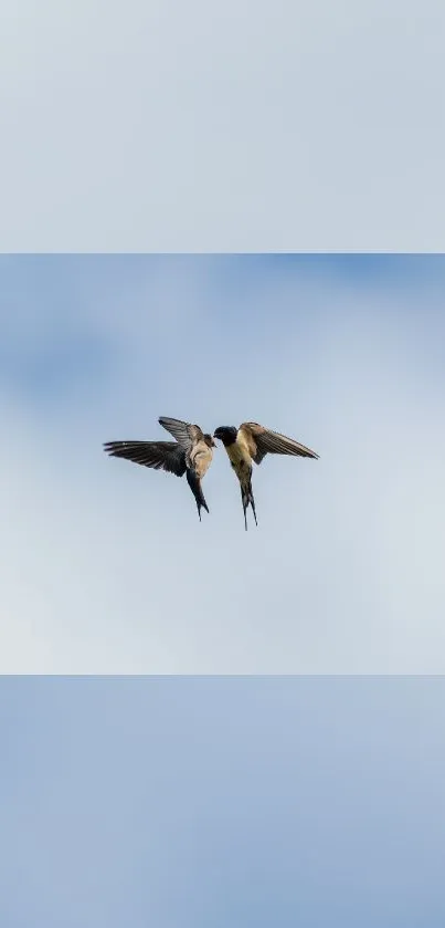 Two swallows flying against a light blue sky wallpaper.