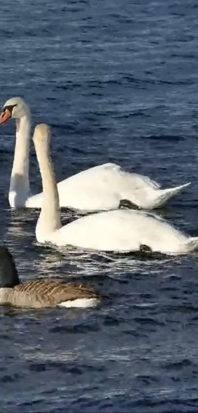 Swans and a goose on calm blue water background.