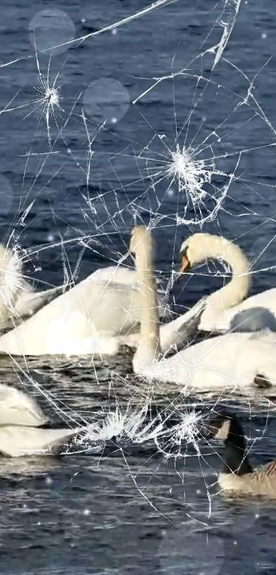 Swans swimming on a lake with cracked glass effect overlay.