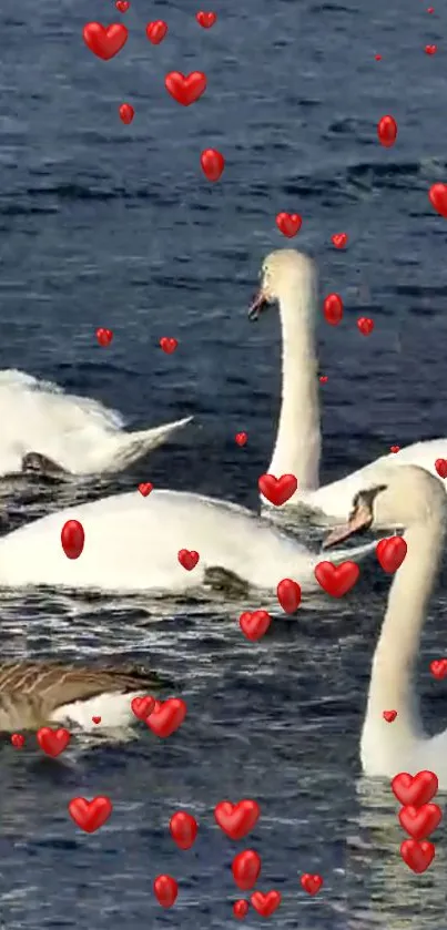 Swans swimming among floating red hearts on blue water.