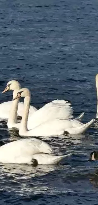 A flock of swans gracefully float on tranquil blue waters, creating a serene scene.