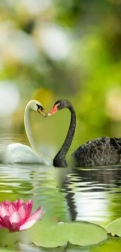 Swans forming a heart shape on a peaceful pond with lush greenery.