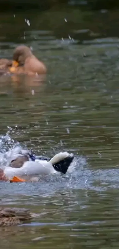 Swimming Water Animal Live Wallpaper