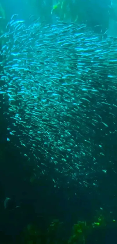 Swimming Water Reef Live Wallpaper