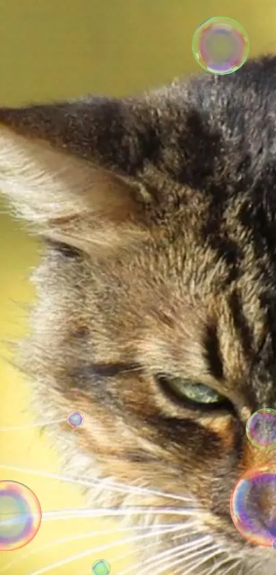 Close-up of a tabby cat with soap bubbles on a golden background.