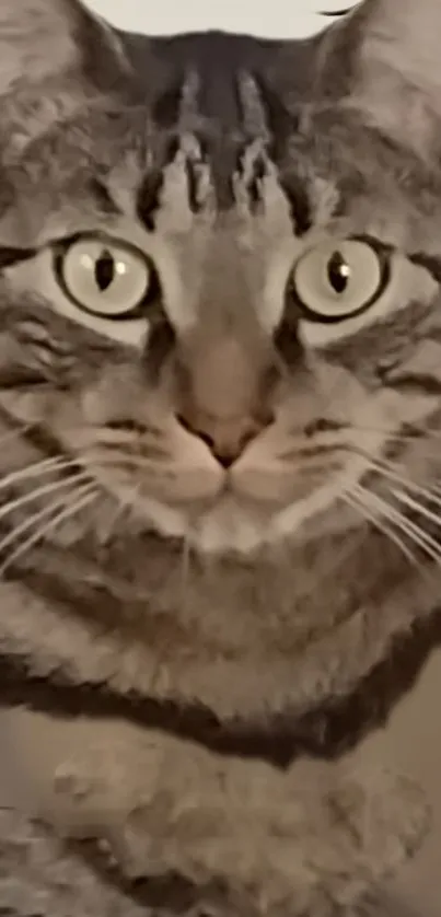 Close-up of a tabby cat's face with green eyes in a wallpaper.