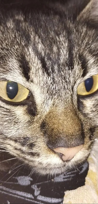 Close-up of a tabby cat with yellow eyes and detailed fur coat.