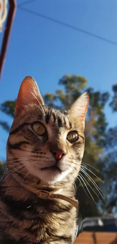 Tabby cat gazing in nature with blue sky background.