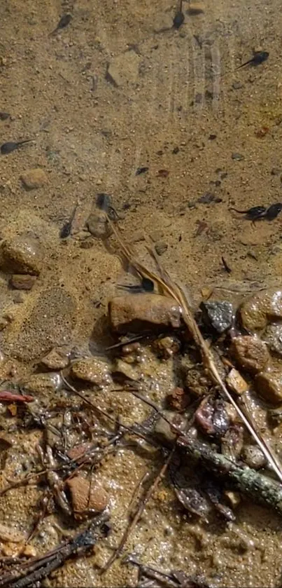 Tadpoles in a natural, shallow water setting with earthy tones.