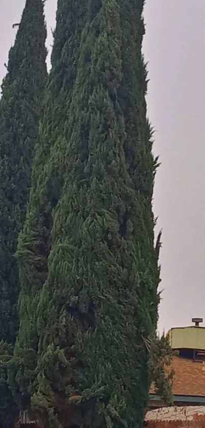 Tall evergreen trees against a clear sky.