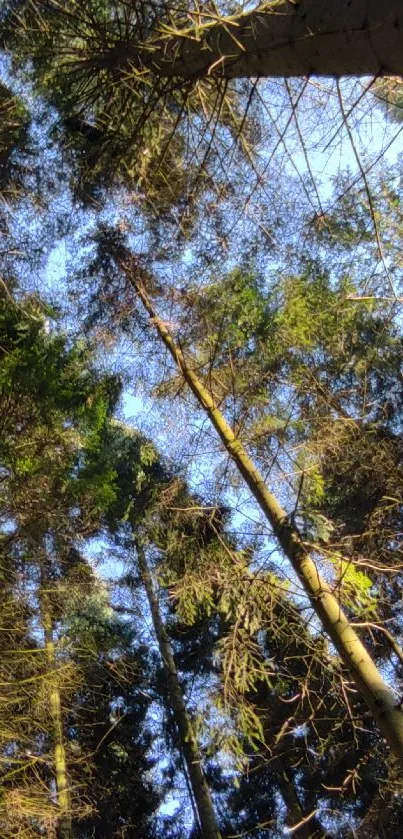 View of tall trees reaching the sky in a serene forest setting.