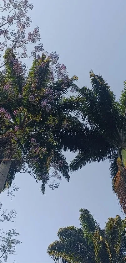 Tall palm trees reaching into the clear blue sky.