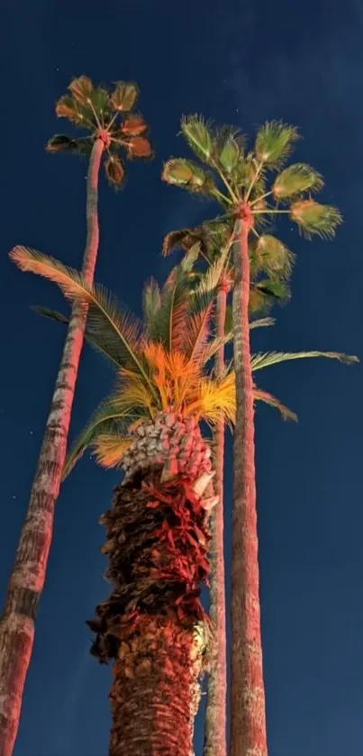 Palm trees under the night sky.