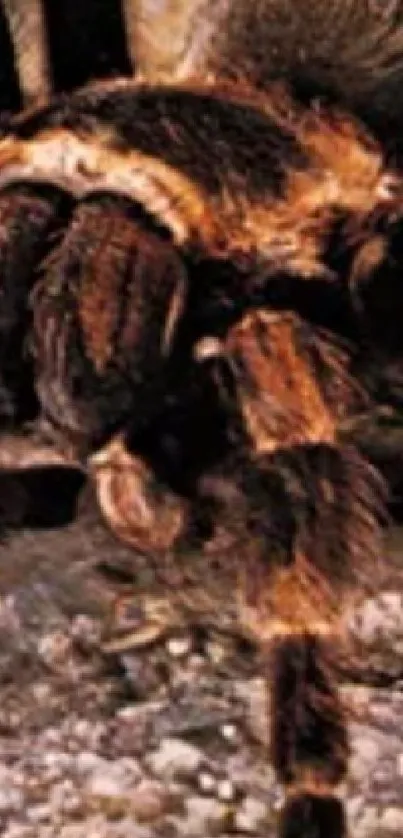 Close-up image of a tarantula on natural terrain.