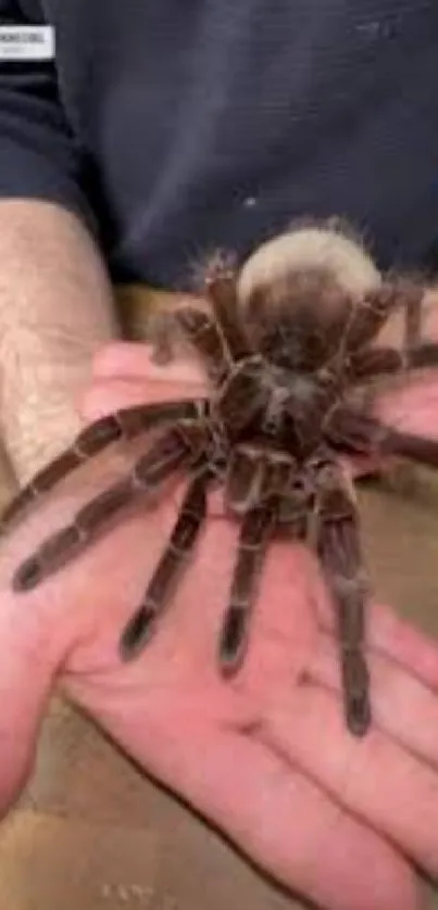 Close-up of a tarantula resting on a person's hand.