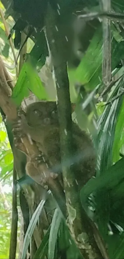 Tarsier perched in a green, leafy forest setting.