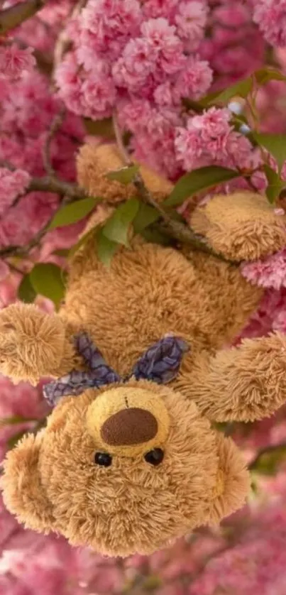 Teddy bear hanging among pink cherry blossoms.