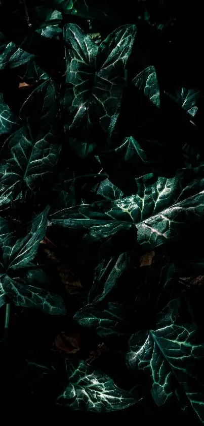 Terrestrial Plant Pattern Font Live Wallpaper