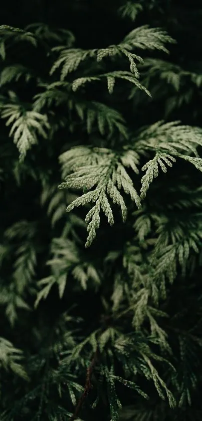 Terrestrial Plant Plant Groundcover Live Wallpaper