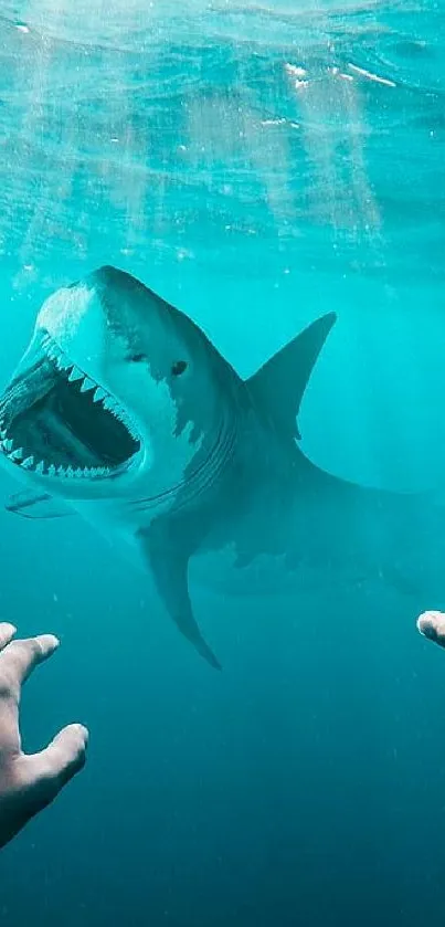 A shark swimming underwater with hands reaching out in turquoise water.