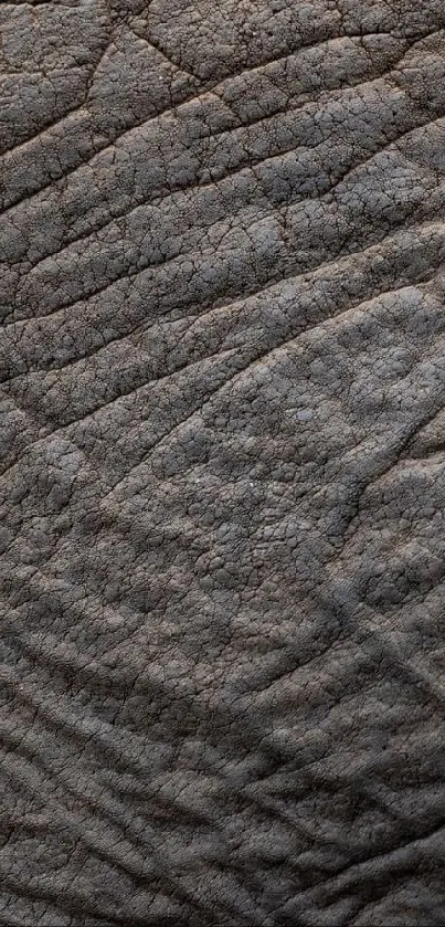 Close-up view of textured elephant skin, showcasing natural patterns.