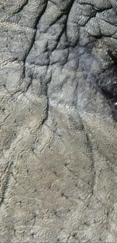 Close-up of textured elephant skin in natural grey tones.