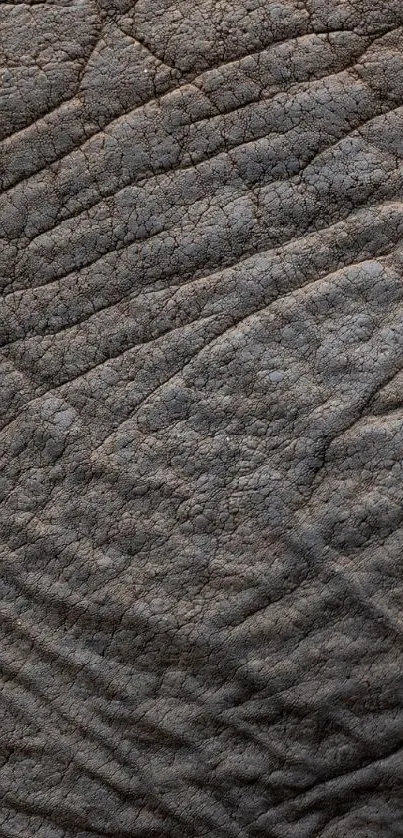 High-resolution elephant skin texture wallpaper for mobile devices.