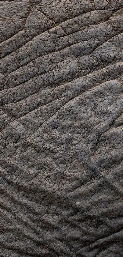 Close-up shot of elephant skin texture in gray tones.