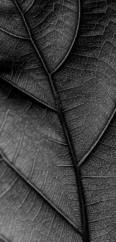 Black and white textured leaf mobile wallpaper with detailed veins.