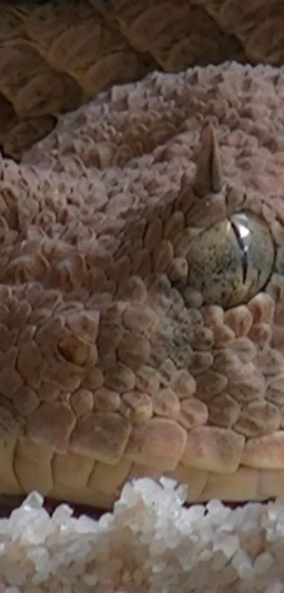 Close-up of a snake with detailed scales on a beige background.