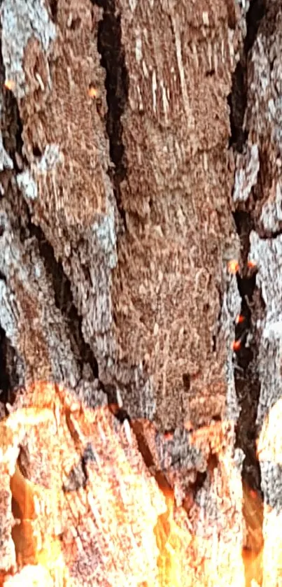 Closeup view of textured tree bark with natural brown and gray hues.