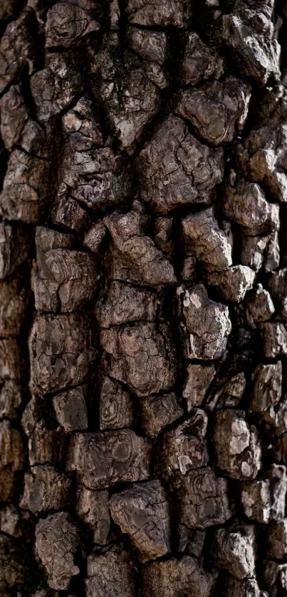 Close-up of textured brown tree bark with intricate patterns.