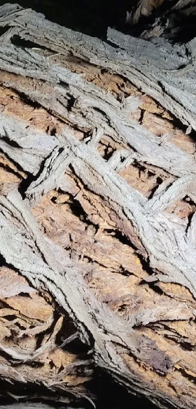 Close-up view of intricate wood bark texture in natural earthy tones.