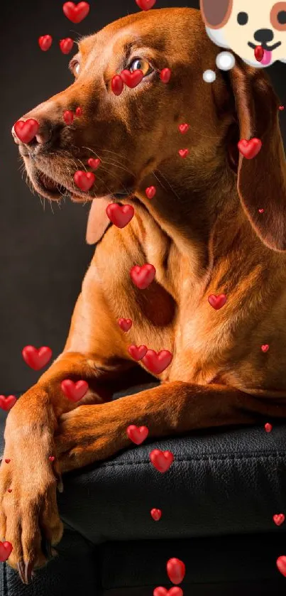 Elegant brown dog on a dark background with a thought bubble.