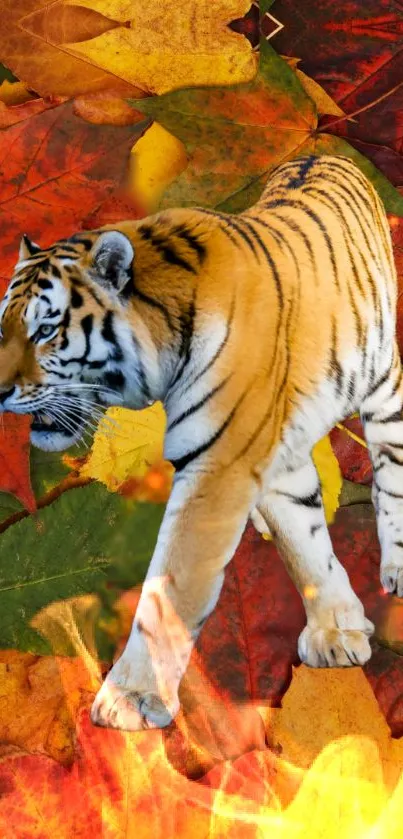 Tiger walking on colorful autumn leaves.