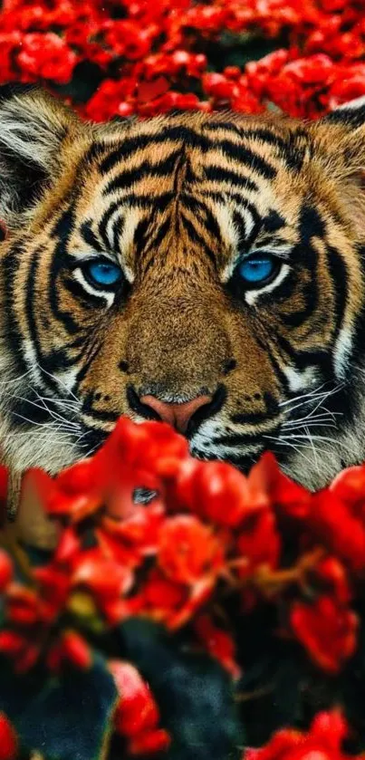 Majestic tiger with blue eyes surrounded by red flowers, nature wallpaper.