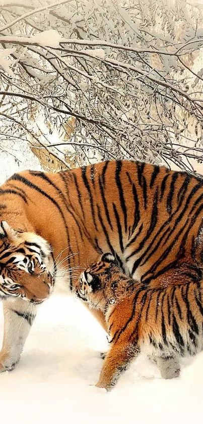 Tiger and cub in a snowy forest setting; beautiful wildlife wallpaper.