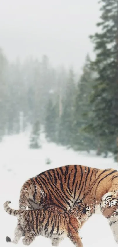 Tiger and cub in a snowy forest, showcasing wildlife beauty.