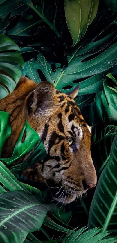 Tiger camouflaged among lush green jungle leaves.