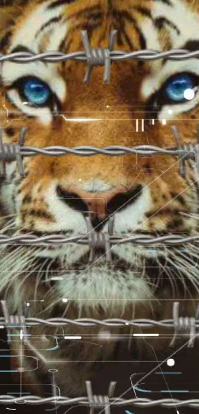 Tiger with blue eyes behind barbed wire in a digital wallpaper.