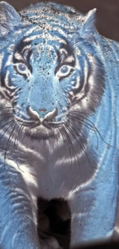 Tiger Bengal Tiger Siberian Tiger Live Wallpaper