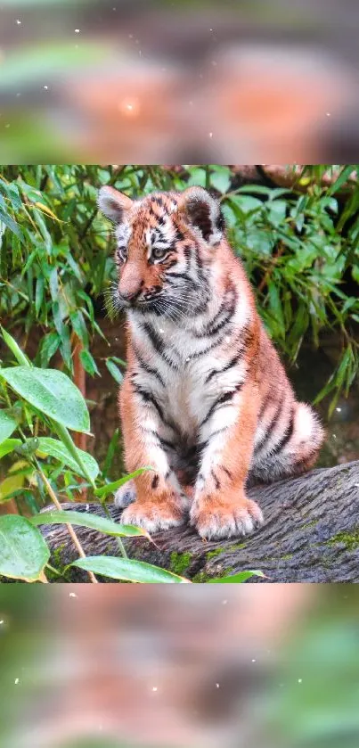 Cute tiger cub in lush green forest wallpaper.