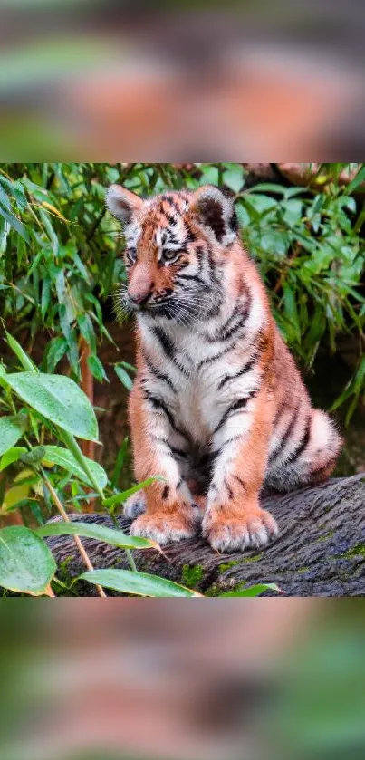 Adorable tiger cub sitting in a lush jungle setting.