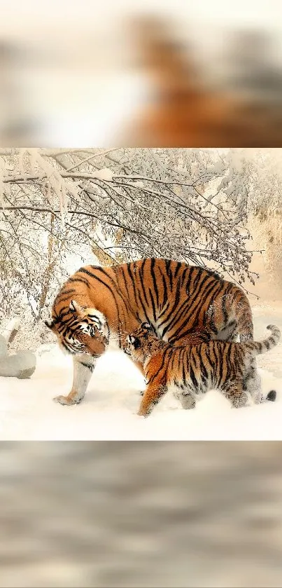 Tiger and cub touching noses in snowy landscape.